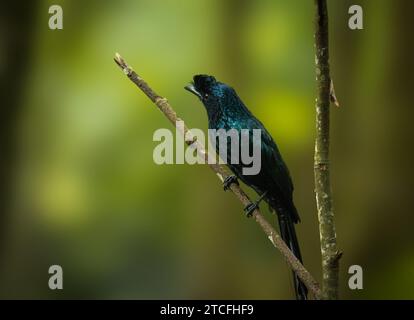 Der Dicrurus paradiseus (Dicrurus paradiseus) ist ein mittelgroßer asiatischer Vogel Stockfoto