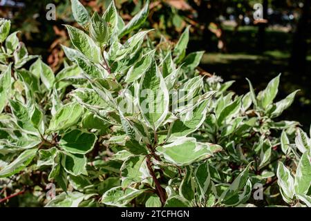 Weiße und grüne zarte Blätter des Cornus alba-Strauches, bekannt als rot gebelltes, weißes oder sibirisches Dogwood, und grüne Blätter in einem Garten in einem sonnigen Frühling Stockfoto