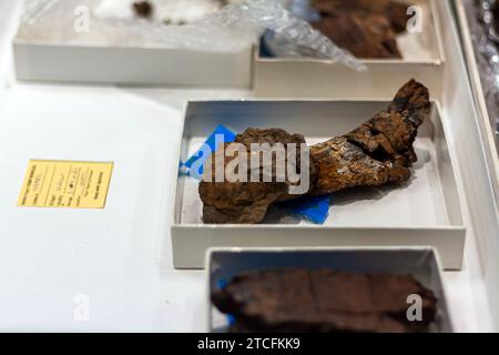 Fossilien werden in einem paläontologischen Labor repariert und Dinosaurierknochen für die Wissenschaft im Smithsonian National Museum of Natural History rekonstruiert Stockfoto