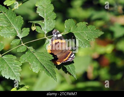 Admiral, Admiral, Vulcain, Vanessa atalanta, atalantalepke, admirálislepke, Budapest, Ungarn, Magyarország, Europa Stockfoto