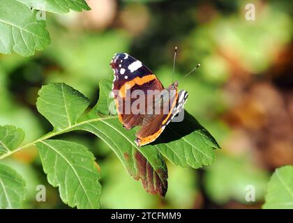 Admiral, Admiral, Vulcain, Vanessa atalanta, atalantalepke, admirálislepke, Budapest, Ungarn, Magyarország, Europa Stockfoto
