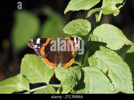 Admiral, Admiral, Vulcain, Vanessa atalanta, atalantalepke, admirálislepke, Budapest, Ungarn, Magyarország, Europa Stockfoto