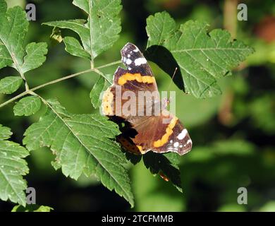 Admiral, Admiral, Vulcain, Vanessa atalanta, atalantalepke, admirálislepke, Budapest, Ungarn, Magyarország, Europa Stockfoto