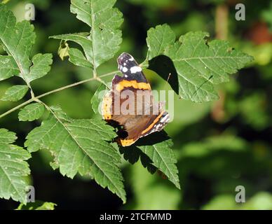 Admiral, Admiral, Vulcain, Vanessa atalanta, atalantalepke, admirálislepke, Budapest, Ungarn, Magyarország, Europa Stockfoto