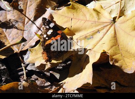 Admiral, Admiral, Vulcain, Vanessa atalanta, atalantalepke, admirálislepke, Budapest, Ungarn, Magyarország, Europa Stockfoto