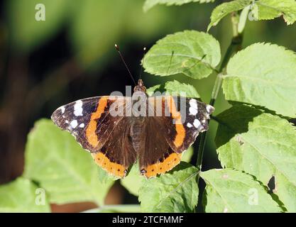 Admiral, Admiral, Vulcain, Vanessa atalanta, atalantalepke, admirálislepke, Budapest, Ungarn, Magyarország, Europa Stockfoto