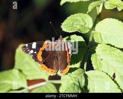Admiral, Admiral, Vulcain, Vanessa atalanta, atalantalepke, admirálislepke, Budapest, Ungarn, Magyarország, Europa Stockfoto