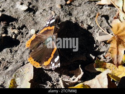 Admiral, Admiral, Vulcain, Vanessa atalanta, atalantalepke, admirálislepke, Budapest, Ungarn, Magyarország, Europa Stockfoto