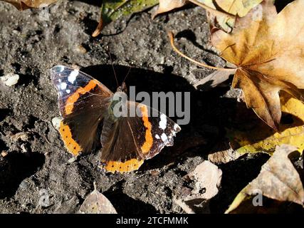 Admiral, Admiral, Vulcain, Vanessa atalanta, atalantalepke, admirálislepke, Budapest, Ungarn, Magyarország, Europa Stockfoto