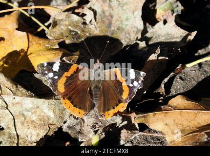 Admiral, Admiral, Vulcain, Vanessa atalanta, atalantalepke, admirálislepke, Budapest, Ungarn, Magyarország, Europa Stockfoto