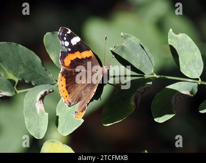 Admiral, Admiral, Vulcain, Vanessa atalanta, atalantalepke, admirálislepke, Budapest, Ungarn, Magyarország, Europa Stockfoto
