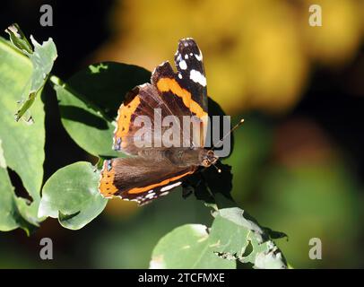Admiral, Admiral, Vulcain, Vanessa atalanta, atalantalepke, admirálislepke, Budapest, Ungarn, Magyarország, Europa Stockfoto