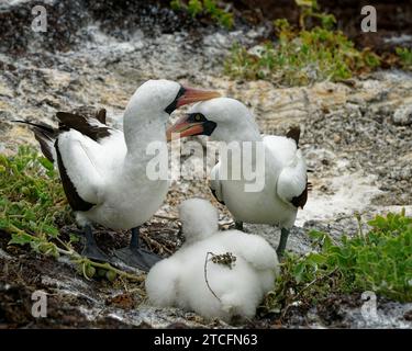 Ein Paar Nazca-Tölpel und ihr Baby auf dem Nest auf El Barranco, der Insel Genovesa, den Galápagos-Inseln, Ecuador Stockfoto