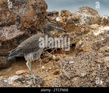 Gelbgekrönter Nachthreiher, El Barranco, Insel Genovesa, Galápagos-Inseln, Ecuador Stockfoto