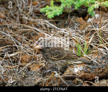 Ein weiblicher Galápagos-finch, der nur auf der Insel Genovesa gefunden wurde. El Barranco, Insel Genovesa, Galápagos-Inseln, Ecuador Stockfoto