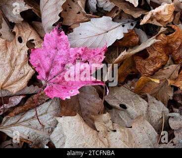 Ahornblätter, rote Eichen und Kastanienbäume auf Waldboden im Herbst in der Virginia Blue Ridge Moutain Region. Stockfoto