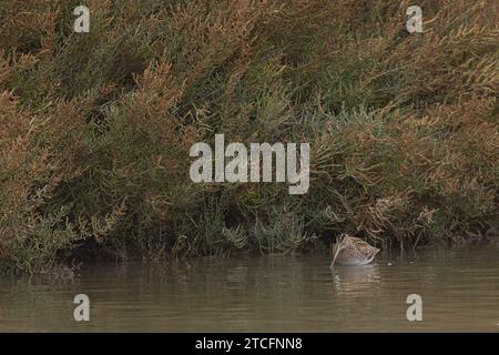 Gemeine Snipe Gallinago gallinago, die in einem Küstensumpf in der Camargue auf der Suche ist Stockfoto