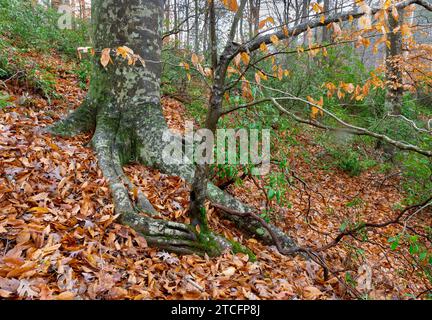 Amerikanische Buchen (Fagus grandifolia) und Berglorbeer (Kalmia latifolia) Sträucher im Wald im Ivy Creek Natural Area, Charlottesville, Virginia Stockfoto