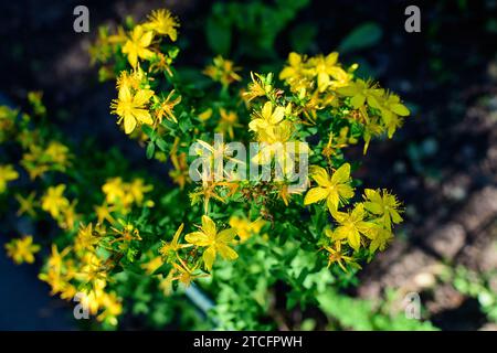 Viele zarte gelbe Blüten der Hypericum perforatum Pflanze, allgemein bekannt als Perforat oder Johanniskraut, in einem Garten an einem sonnigen Frühlingstag Stockfoto