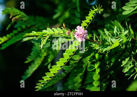 Rosa Blüten von Robinia pseudoacaccia allgemein als schwarze Heuschrecke bekannt, und grüne Blätter in einem Sommergarten, schöne Outdoor-Blumenhintergrund Photograp Stockfoto
