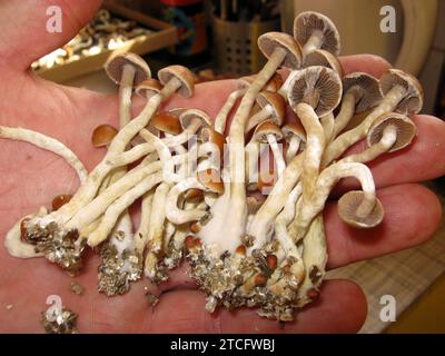 PSILOCYBE CUBENSIS „ZAUBERPILZE“ Stockfoto