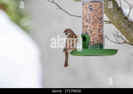 Ein kleiner Vogel, der auf einem Futterhäuschen in einer natürlichen Umgebung im Freien sitzt. Stockfoto