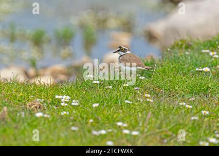 Kleiner Ringelpflauer (Charadrius dubius) zwischen Gänseblümchen am See. Stockfoto