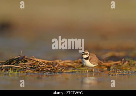 Kleiner Ringelpflauer (Charadrius dubius) im See bei Sonnenaufgang. Stockfoto