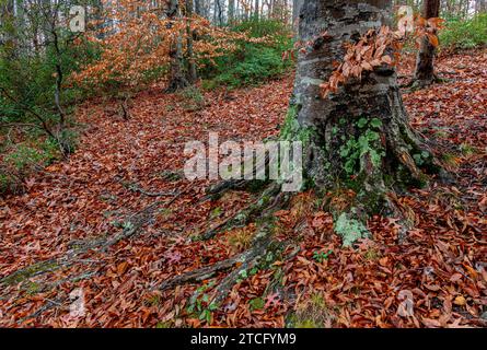 Große amerikanische Buchen (Fagus grandifolia) und immergrüne BergLorbeersträucher (Kalmia latifolia) im Wald im Ivy Creek Natural Area in der Nähe von Charlo Stockfoto