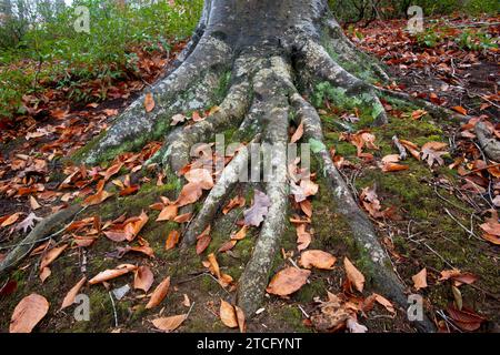 Große amerikanische Buchen (Fagus grandifolia) und immergrüne BergLorbeersträucher (Kalmia latifolia) im Wald im Ivy Creek Natural Area in der Nähe von Charlo Stockfoto