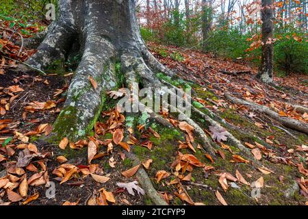 Große amerikanische Buchen (Fagus grandifolia) und immergrüne BergLorbeersträucher (Kalmia latifolia) im Wald im Ivy Creek Natural Area in der Nähe von Charlo Stockfoto