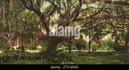 Old Oak Tree, Henry B. Plant Museum (Tampa Bay Hotel), Tampa, Hillsborough County, Florida 1902. Stockfoto