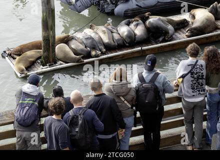 Menschen beobachten Robben am Pier 39, San Francisco, Kalifornien, USA Stockfoto