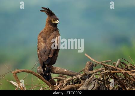 Langkappenadler - Lophaetus occipitalis Afrikanischer Greifvogel in der Familie Accipitridae, dunkelbrauner Vogel mit langem, zotteligen Kamm, der auf dem Ast sitzt, Stockfoto