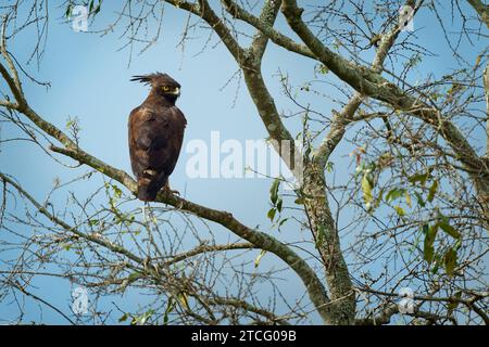 Langkappenadler - Lophaetus occipitalis Afrikanischer Greifvogel in der Familie Accipitridae, dunkelbrauner Vogel mit langem, zotteligen Kamm, der auf dem Ast sitzt, Stockfoto