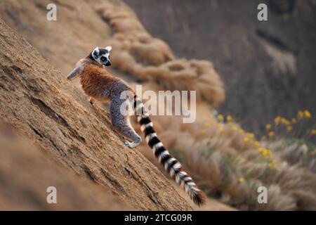 Ringschwanzlemur - Lemur catta großer Strepsirhine-Primat mit langem, schwarz-weißen Ringelschwanz, endemisch in Madagaskar, lokal in Malagasy A bekannt Stockfoto