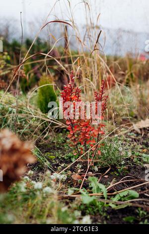 Rote Berberitze wachsen zwischen immergrünen Laubbäumen und Ziergräsern. Landschaftsgestaltung des Herbstgartens. Herbstfarbe Stockfoto