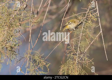 Goldcrest Regulus regulus auf Baumsuche in Südfrankreich Stockfoto