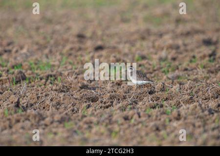 Grauplover (pluvialis squatarola), der auf dem Feld ernährt. Stockfoto