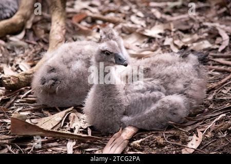 Die kahlen kap-Gänse sind grau mit einem schwarzen Schnabel. Stockfoto