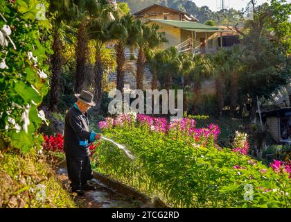 12. Januar 2023-Chiang Rai Thailand - Ein schöner Garten mit bunten, gestuften Blumen wird täglich von einem alten Mann mit Hut abgespritzt. Im Hintergrund Stockfoto