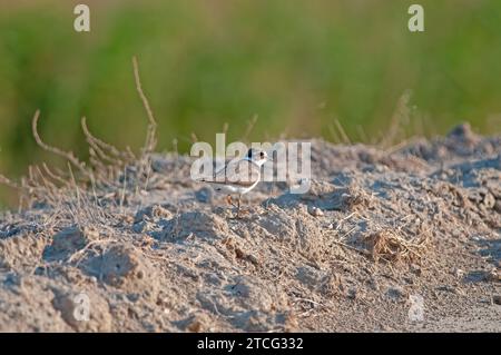 Gemeiner Ringpflauer (Charadrius hiaticula), der am See speist. Stockfoto