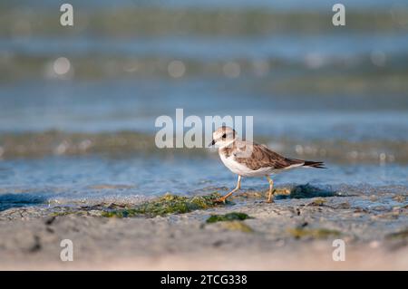 Gemeiner Ringpflauer (Charadrius hiaticula), der am See speist. Stockfoto