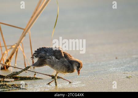 Junge Gallinule in einem Sumpf auf der Suche nach Nahrung Stockfoto