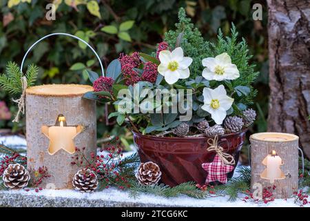 weihnachtsarrangements mit helleborus niger, Nadelbäumen und Skimmia in alter guglhupf-Form und Holzlaternen Stockfoto