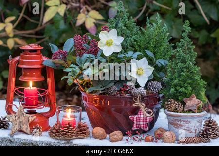 weihnachtsarrangements mit helleborus niger, Nadel und Skimmie in alter guglhupf-Form und Laternen Stockfoto