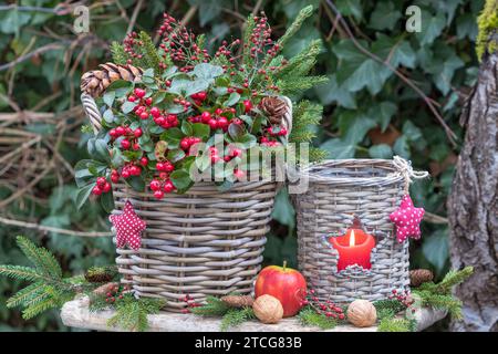 weihnachtsgartenanlage mit gaultheria Procumbens im Korb und rustikaler Laterne Stockfoto
