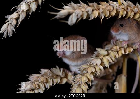 Erntemäuse klettern über Maisstängel mit schwarzem Hintergrund Stockfoto