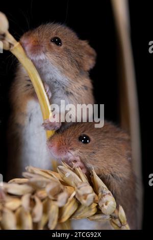 Erntemäuse klettern über Maisstängel mit schwarzem Hintergrund Stockfoto