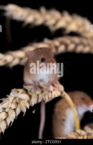 Erntemäuse klettern über Maisstängel mit schwarzem Hintergrund Stockfoto